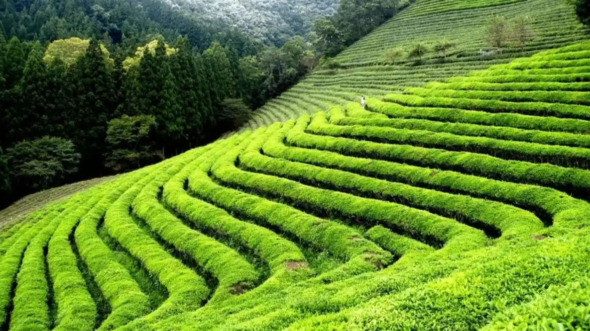 Happy Valley Tea Estate